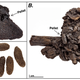 Example coprolites (A) prior to asphalt removal with surrounding sediments, (B) showing intact pellets with plant material, (C) isolated, cleaned pellets.